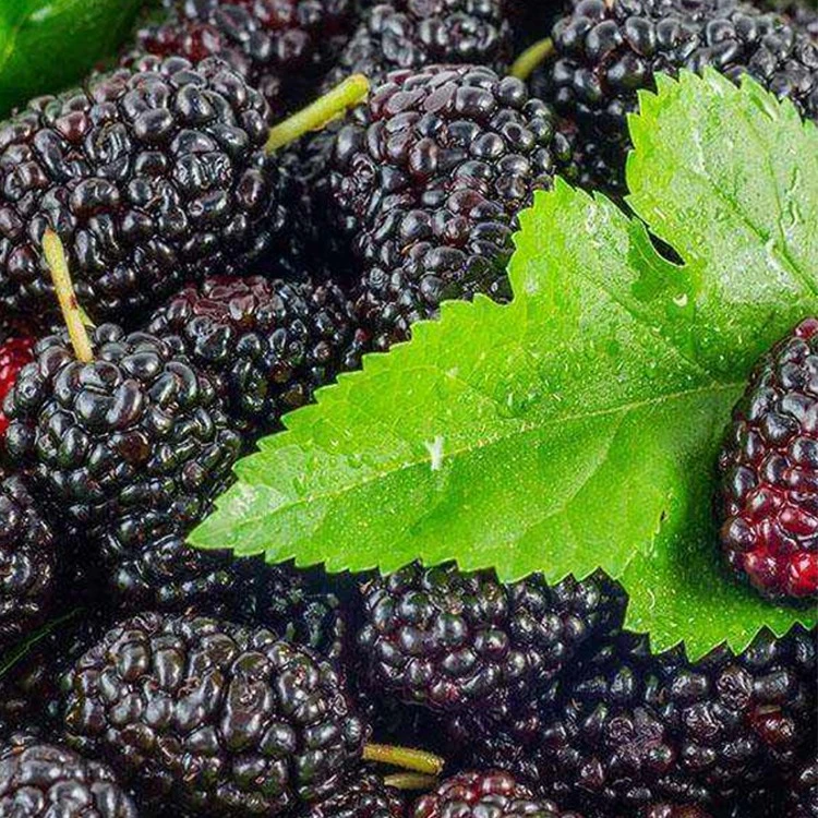 Mulberry