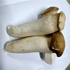 Rei das Ostras