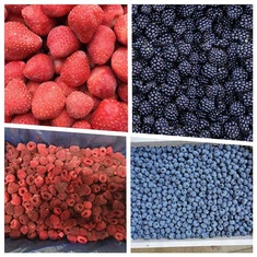 Morangos orgânicos congelados